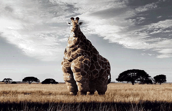 1149067270 1 FT848 Mac