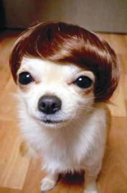 1153465340 141 FT848 Hondjie