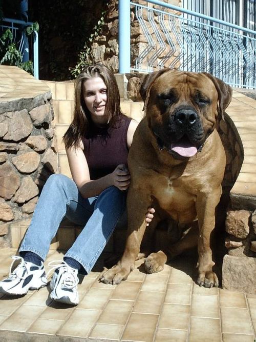 1153466033 23 FT848 Boerboel 