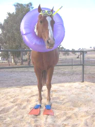 1154602394 141 FT848 Sea Horse 13