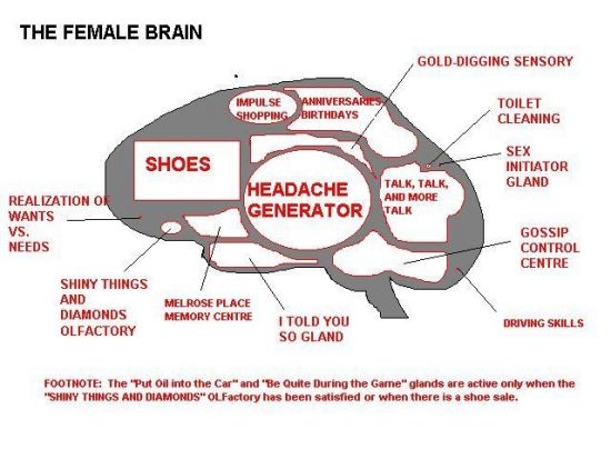 1164273395 44 FT848 Female Brain 