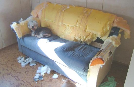 1164884305 141 FT848 Koira 