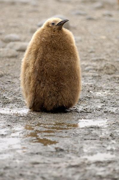 1176468465 242 FT848 1961