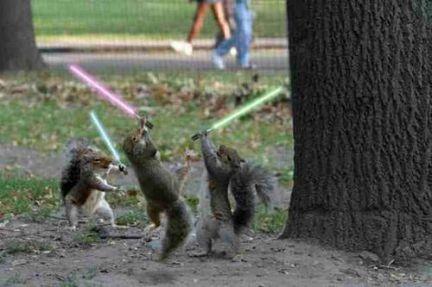 1181594562 167 FT848 Jedi Squirrels