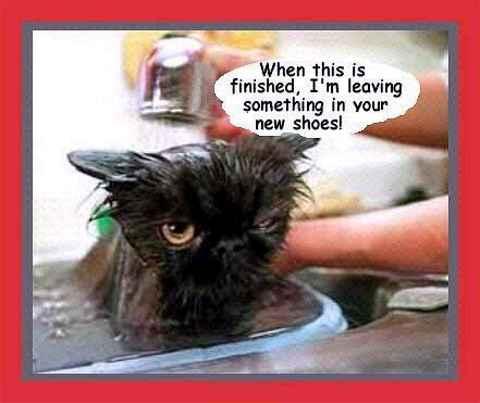 1181715483 308 FT848 Cat Bath