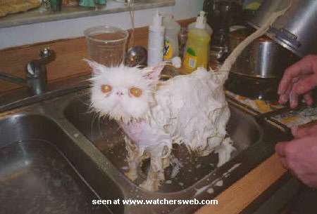 1181715483 308 FT848 Cat Being Bathed