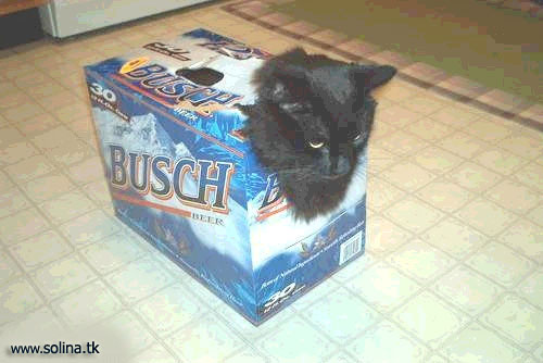 1182333033 167 FT848 Cat