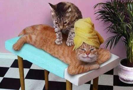 1183029727 167 FT848 Catsmassage