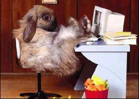 1183029768 167 FT848 Rabbit