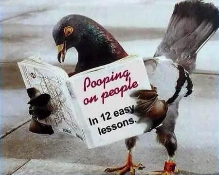 1183029848 167 FT848 Pigeon