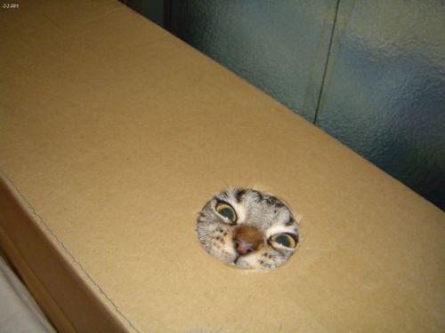 1190797713 229 FT848 Boxcat 