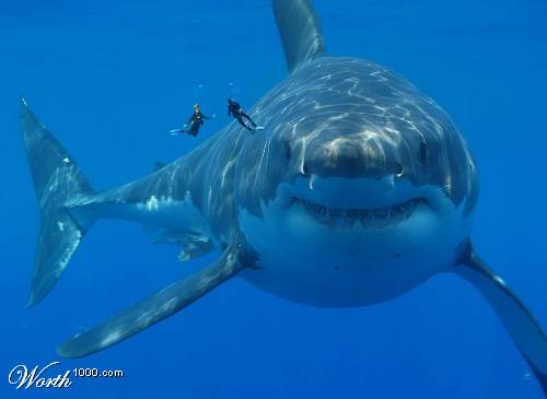 1192644429 24 FT45965 Giant Shark