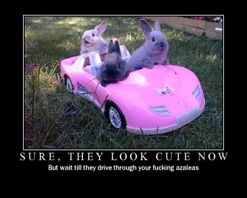 1212839992 242 FT848 Cute