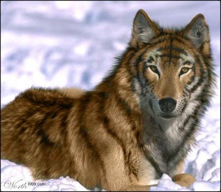 1232645954 24 FT45965 Tiger Wolf 